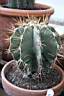 ASTROPHYTUM ORNATUM_VAR.FLAVISPINUS.jpg